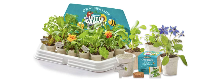 LG2-seedlings-at-Checkers